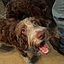 dog, brown_dog, white_dog, scruffy_dog, happy_dog, tongue_out, indoor, floor, shoes, toolbox, carpet, person, legs, jeans, socks, tile_floor, two_dogs, looking_up, pet, animal