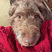 Crew joined the competition — help win amazing prizes! dog, brown_dog, close_up, blanket, red_blanket, cozy, pet, indoor, fur, nostrils, snout, eyes, cute, comfort, home, warm, soft_texture, relaxation, animal, portrait