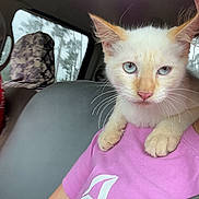 Simba joined the competition — help win amazing prizes! cat, animal, pet, blue_eyes, shoulder, person, purple_shirt, seatbelt, car_interior, window, car_seat, whiskers, fur, ears, face, close_up, indoor, travel, transportation, companion