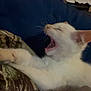Simba is registered to the contest to win money with this photo: cat, white_cat, yawning, stretching, blanket, blue_blanket, pillow, camouflage, indoor, pet, feline, whiskers, ear, mouth_open, relaxed, cozy, fur, animal, cute, sleepy