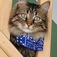 Dobby a rejoint le concours — aidez-le/la à gagner de superbes lots ! cat, tabby, fluffy, green_eyes, bandana, blue_bandana, wooden_railing, peeking, pet, animal, cute, portrait, feline, whiskers, ears, close_up, indoor, curious, striped, fur