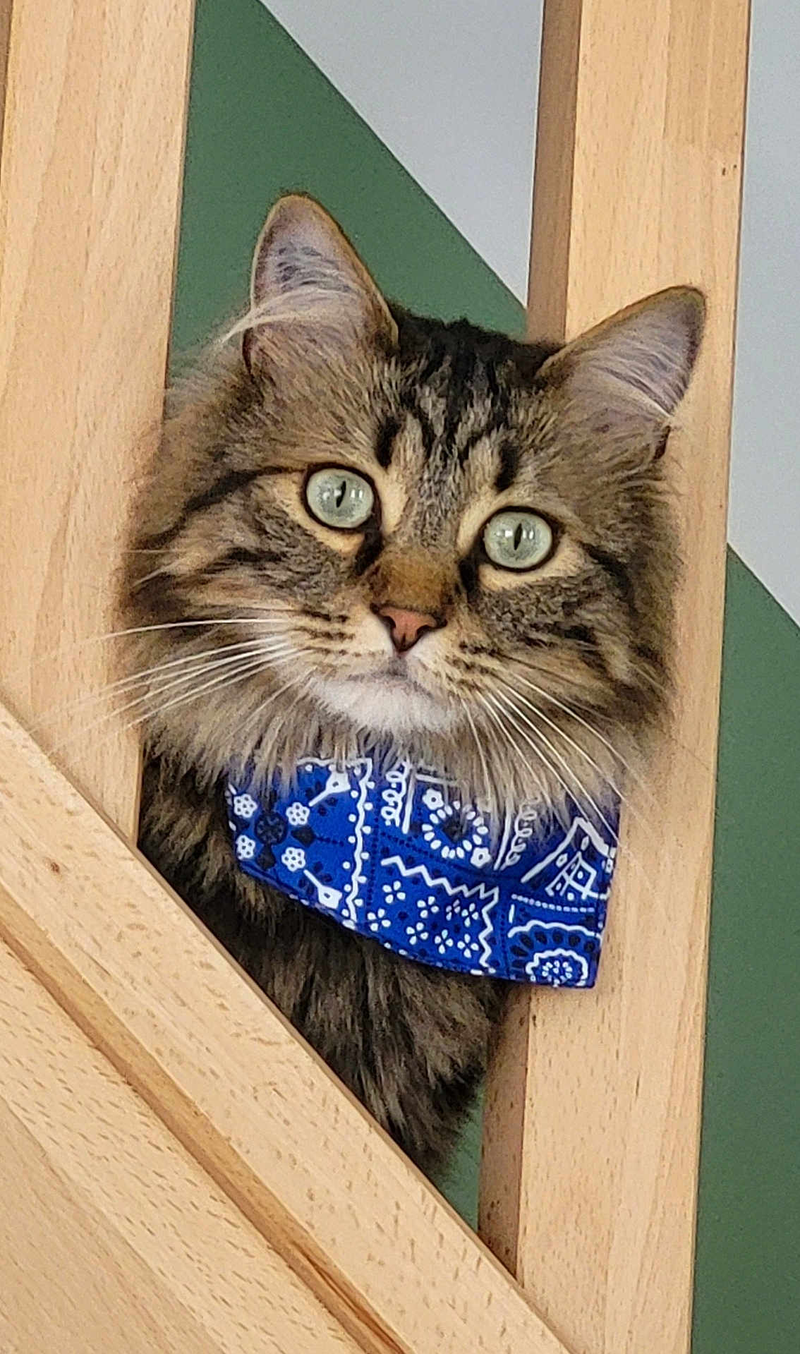 Dobby a rejoint le concours — aidez-le/la à gagner de superbes lots ! cat, tabby, fluffy, green_eyes, bandana, blue_bandana, wooden_railing, peeking, pet, animal, cute, portrait, feline, whiskers, ears, close_up, indoor, curious, striped, fur