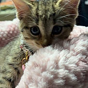 Teeny joined the competition — help win amazing prizes! bed, big_eyes, blurred_background, bokeh, cat, charm, close_up, collar, cozy, ears, fur, fuzzy, indoor, kitten, pet, pink_blanket, portrait, soft, tabby, whiskers