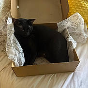 Kiki is registered to the contest to win money with this photo: bed, black_cat, blanket, cardboard, cardboard_box, cat, cozy, curled_up, feline, fur, home, indoor, pet, resting, sleeping, soft_texture, tissue_paper, upholstery, whiskers, yellow_pillow