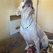 Laimos participe au concours pour gagner de l'argent avec cette photo : animal, beaded_necklace, bed, blanket, canine, comfort, dog, domestic, door, fur, heater, indoor, looking_up, paw, pet, resting_place, sitting, tail, wall, white_dog