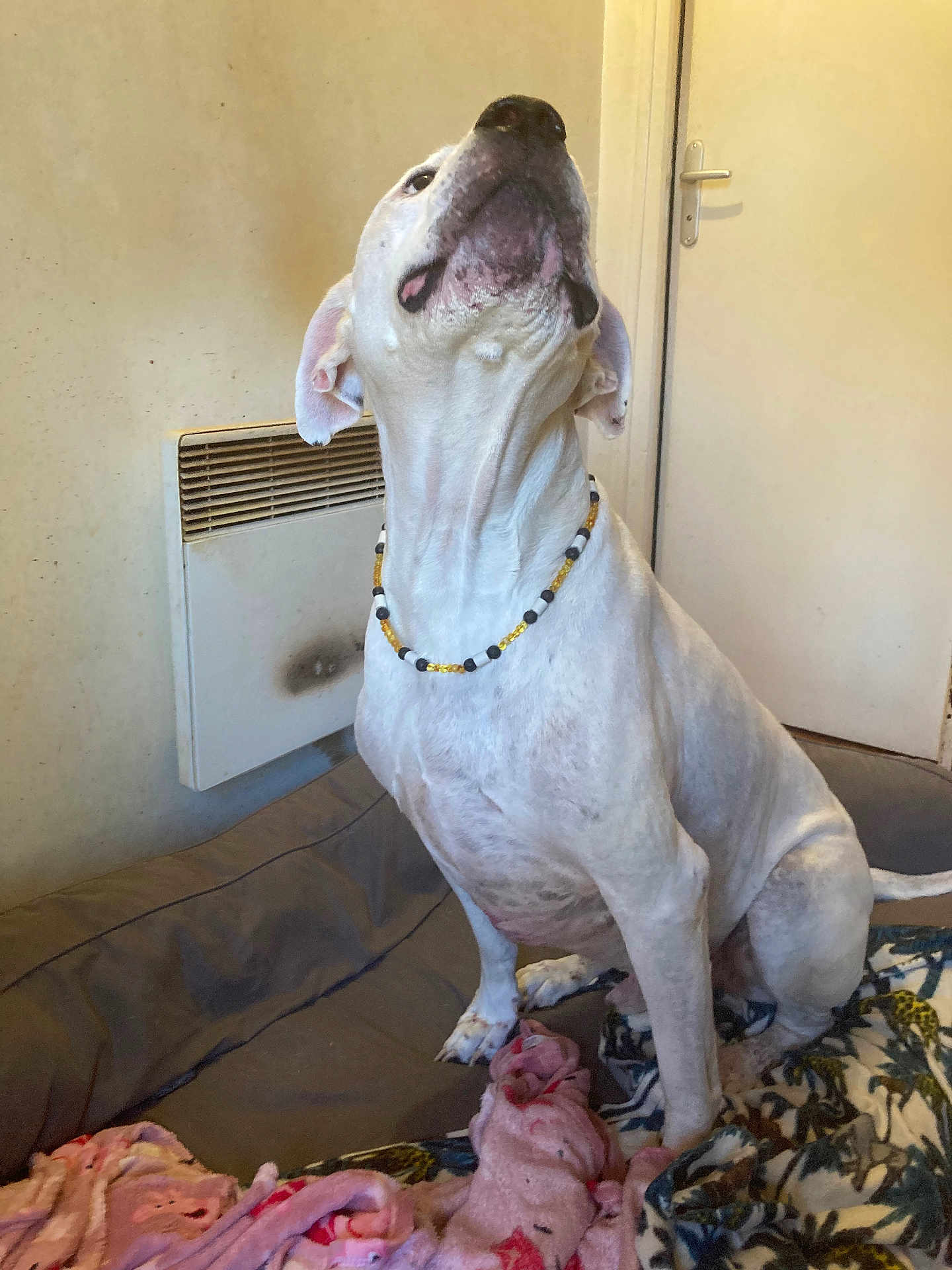 Laimos participe au concours pour gagner de l'argent avec cette photo : animal, beaded_necklace, bed, blanket, canine, comfort, dog, domestic, door, fur, heater, indoor, looking_up, paw, pet, resting_place, sitting, tail, wall, white_dog