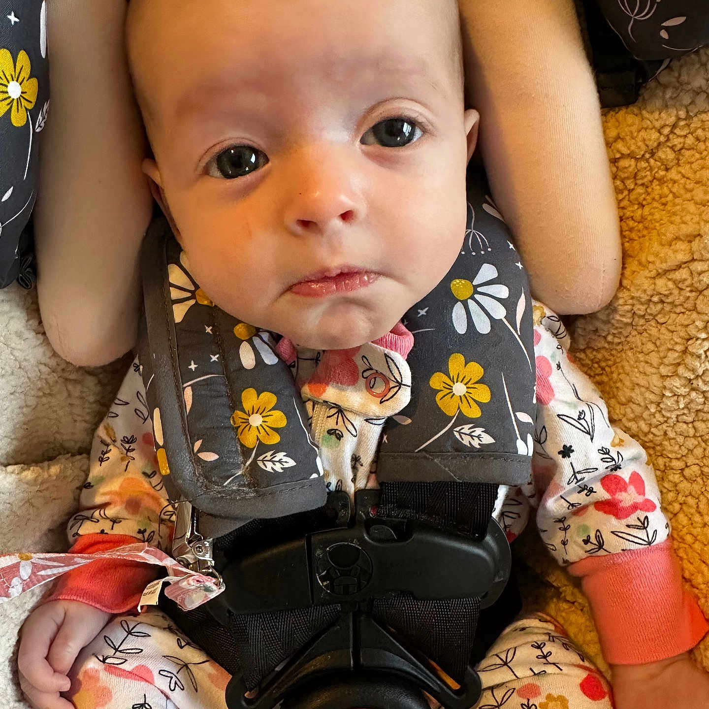Amelia