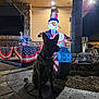 Bella is registered to the contest to win money with this photo: american_flag, bench, celebration, costume, decoration, dog, festive, holiday, inflatable, leash, lights, night, outdoor, patriotic, plaque, rock, shadow, sidewalk, silhouette, tree