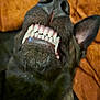 animal, black_dog, canine, close_up, cute, dog, ear, funny, fur, indoors, lying_down, mouth, orange_background, pet, playful, relaxed, smile, teeth, tongue_hidden, whiskers