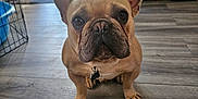 Nixon joined the competition — help win amazing prizes! dog, french_bulldog, indoor, floor, pet, animal, canine, ears, eyes, nose, collar, tag, wood_floor, looking_up, cute, companion, domestic, home, small_dog, paw