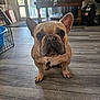 dog, french_bulldog, indoor, floor, pet, animal, canine, ears, eyes, nose, collar, tag, wood_floor, looking_up, cute, companion, domestic, home, small_dog, paw