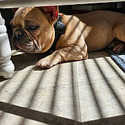 Nixon is registered to the contest to win money with this photo: french_bulldog, dog, pet, indoor, sunlight, shadow, striped_shadows, floor, tile_floor, relaxed, canine, brown_dog, collar, resting, animal, domestic_animal, house, table_leg, blue_rug, paw