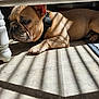 french_bulldog, dog, pet, indoor, sunlight, shadow, striped_shadows, floor, tile_floor, relaxed, canine, brown_dog, collar, resting, animal, domestic_animal, house, table_leg, blue_rug, paw