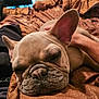 Nixon is registered to the contest to win money with this photo: dog, french_bulldog, pet, sleeping, face, ear, wrinkles, brown_blanket, close_up, resting, indoors, human_arm, comfort, cozy, animal, cute, snout, fur, relaxation, companion
