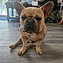Nixon is registered to the contest to win money with this photo: dog, french_bulldog, indoor, floor, pet, animal, canine, sitting, brown, ears, snout, paw, nail, furniture, table, chair, person, foot, home, living_room