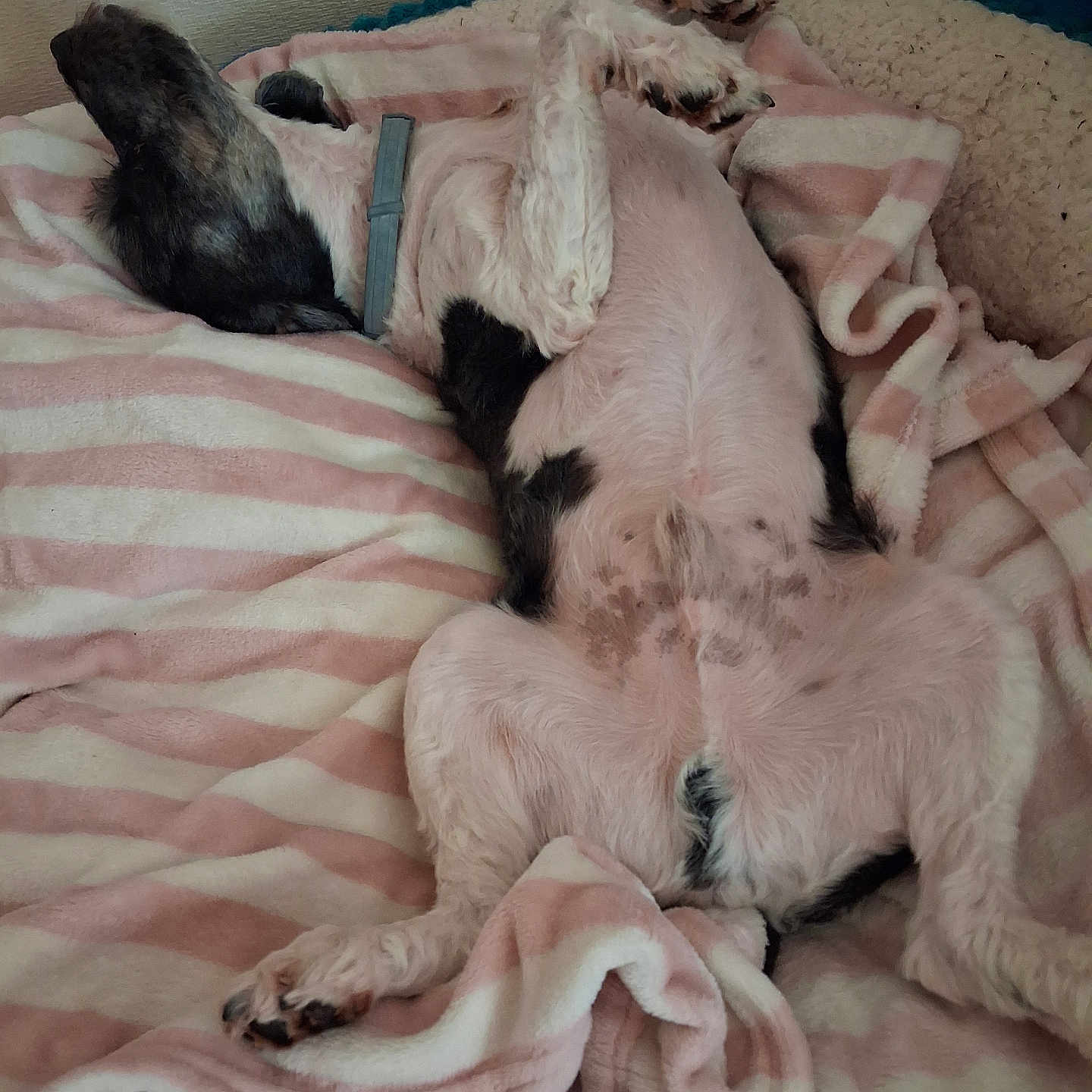 Oslo a rejoint le concours — aidez-le/la à gagner de superbes lots ! dog, lying_down, blanket, striped, bed, relaxed, paw, fur, collar, indoor, resting, sleeping, cute, pet, cozy, animal, spotted, pink, white, black