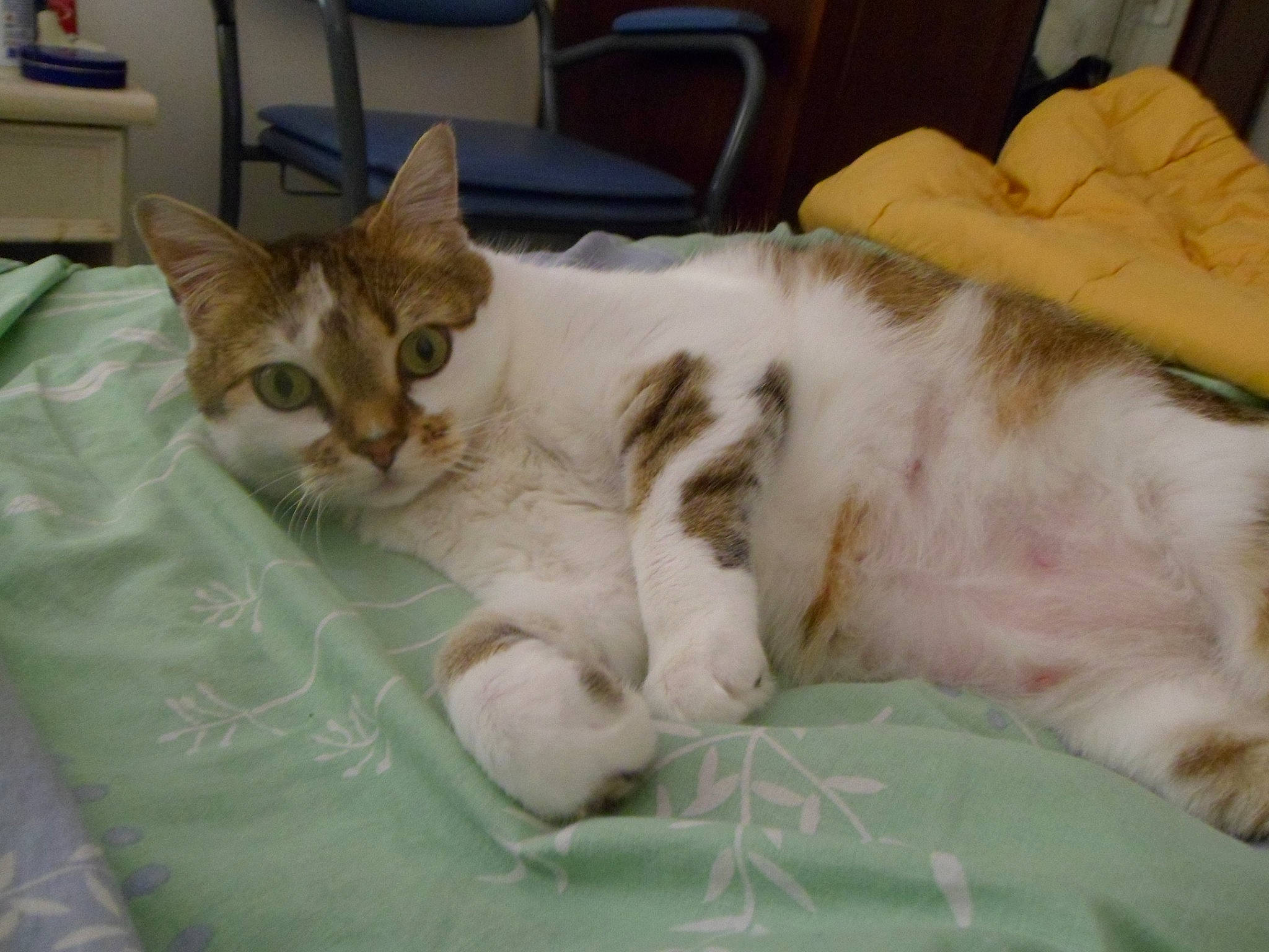 Engy participe au concours pour gagner de l'argent avec cette photo : aegean_cat, american_curl, carnivore, cat, european_shorthair, fawn, felidae, kitten, mammal, norwegian_forest_cat, polydactyl_cat, ragamuffin, small_to_medium_sized_cats, turkish_van, whiskers