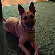 Ellie joined the competition — help win amazing prizes! dog, pet, german_shepherd, canine, indoor, carpet, leash, collar, tongue_out, ears_up, paws, chew_bone, smiling, sitting, portrait, hardwood_floor, doorway, home_interior, shadow, chain_collar