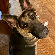 Pep joined the competition — help win amazing prizes! dog, german_shepherd, canine, pet, closeup, portrait, hardwood_floor, looking_up, ears, nose, whiskers, brown_eyes, indoor, chair_leg, fur, black_and_tan, curious, paw, companion, home