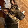dog, german_shepherd, canine, pet, closeup, portrait, hardwood_floor, looking_up, ears, nose, whiskers, brown_eyes, indoor, chair_leg, fur, black_and_tan, curious, paw, companion, home