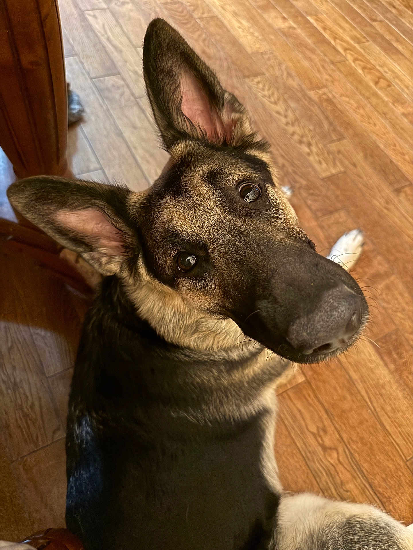 Pep joined the competition — help win amazing prizes! dog, german_shepherd, canine, pet, closeup, portrait, hardwood_floor, looking_up, ears, nose, whiskers, brown_eyes, indoor, chair_leg, fur, black_and_tan, curious, paw, companion, home