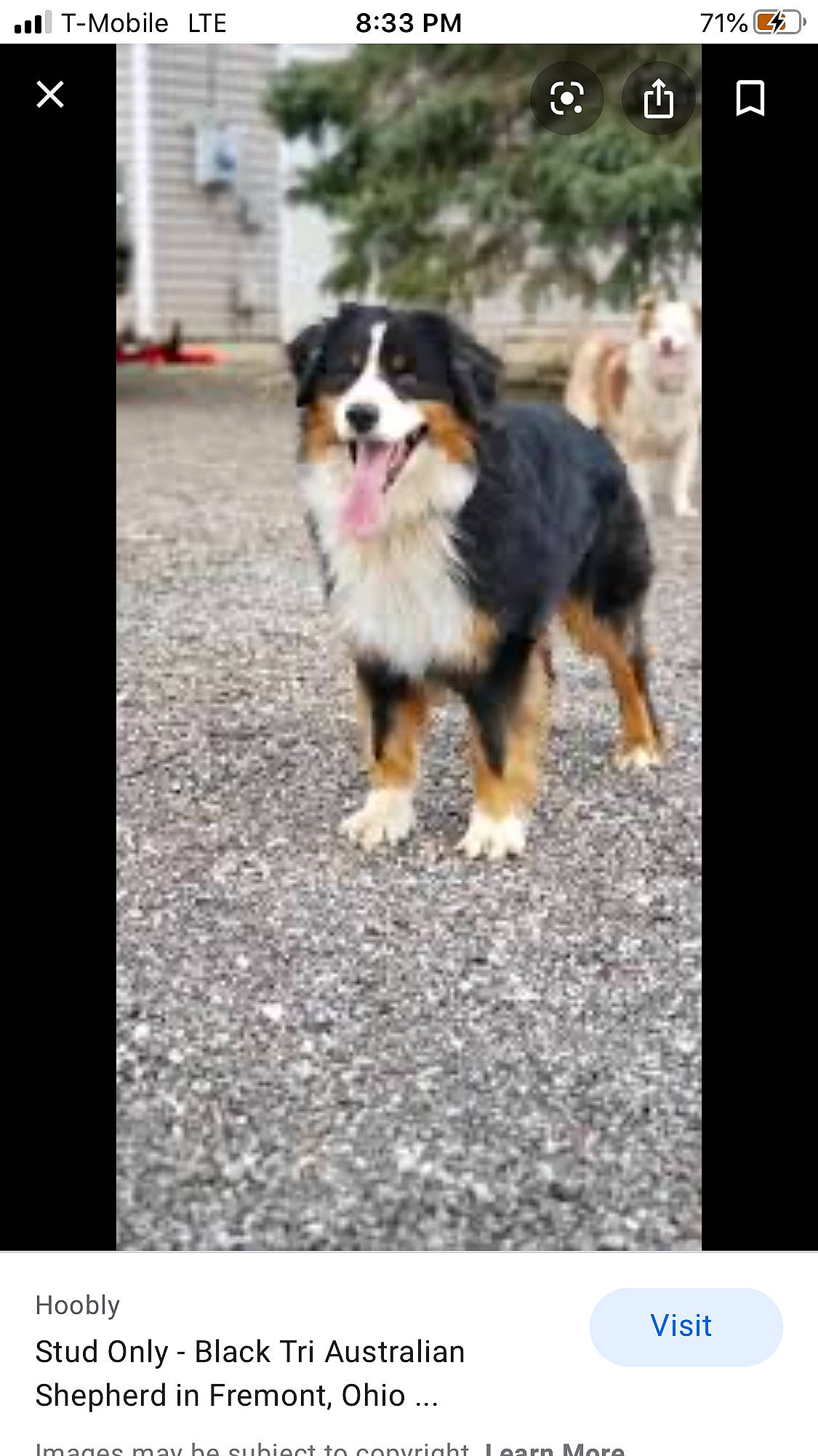 Elektra joined the competition — help win amazing prizes! australian_shepherd, bernese_mountain_dog, canidae, carnivore, companion_dog, dog, dog_breed, english_shepherd, mammal, miniature_australian_shepherd, puppy, rare_breed_dog, vertebrate, working_dog