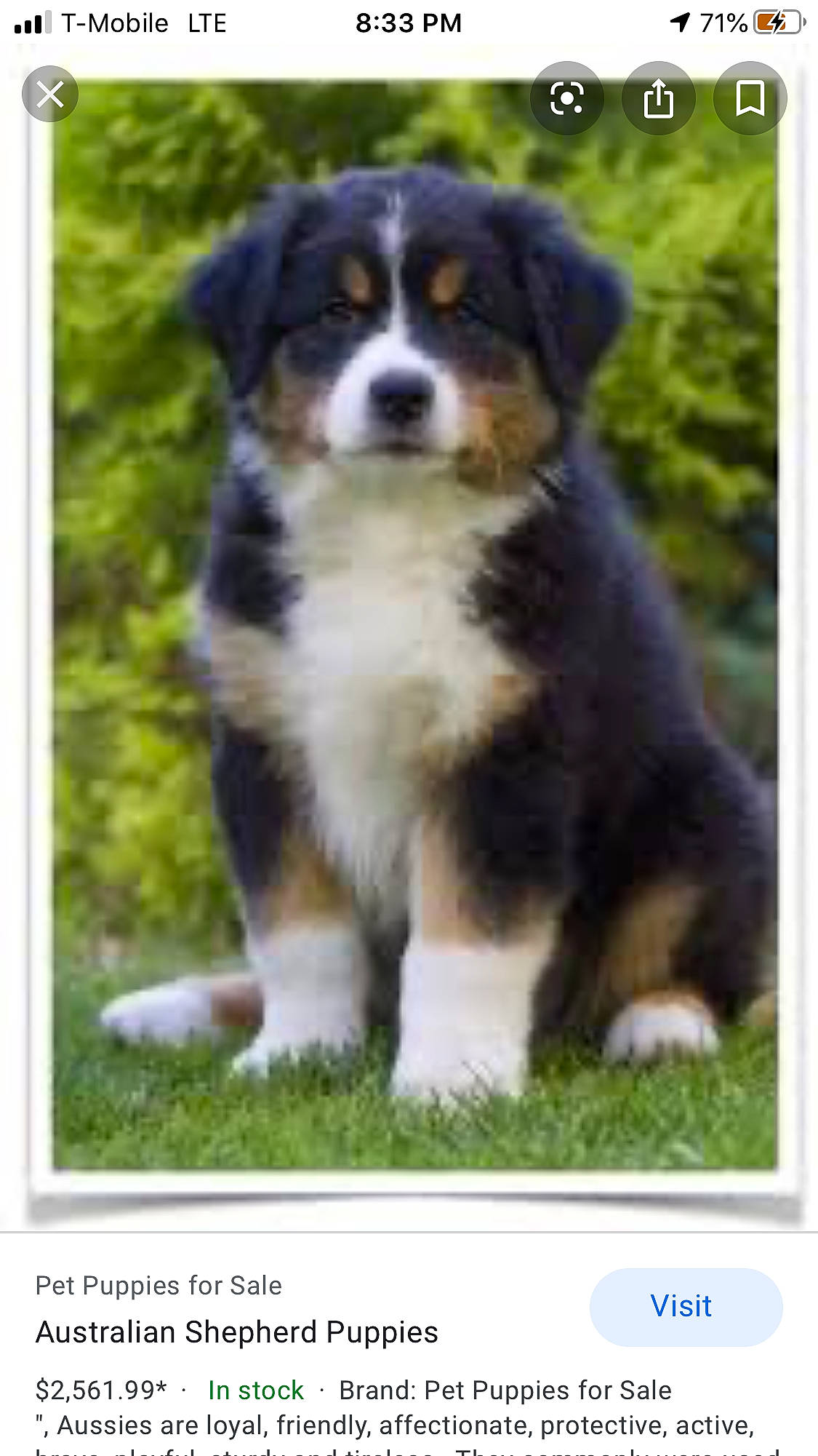 Elektra joined the competition — help win amazing prizes! australian_collie, australian_shepherd, bernese_mountain_dog, canidae, carnivore, companion_dog, dog, dog_breed, mammal, miniature_australian_shepherd, puppy, rare_breed_dog, vertebrate, working_dog