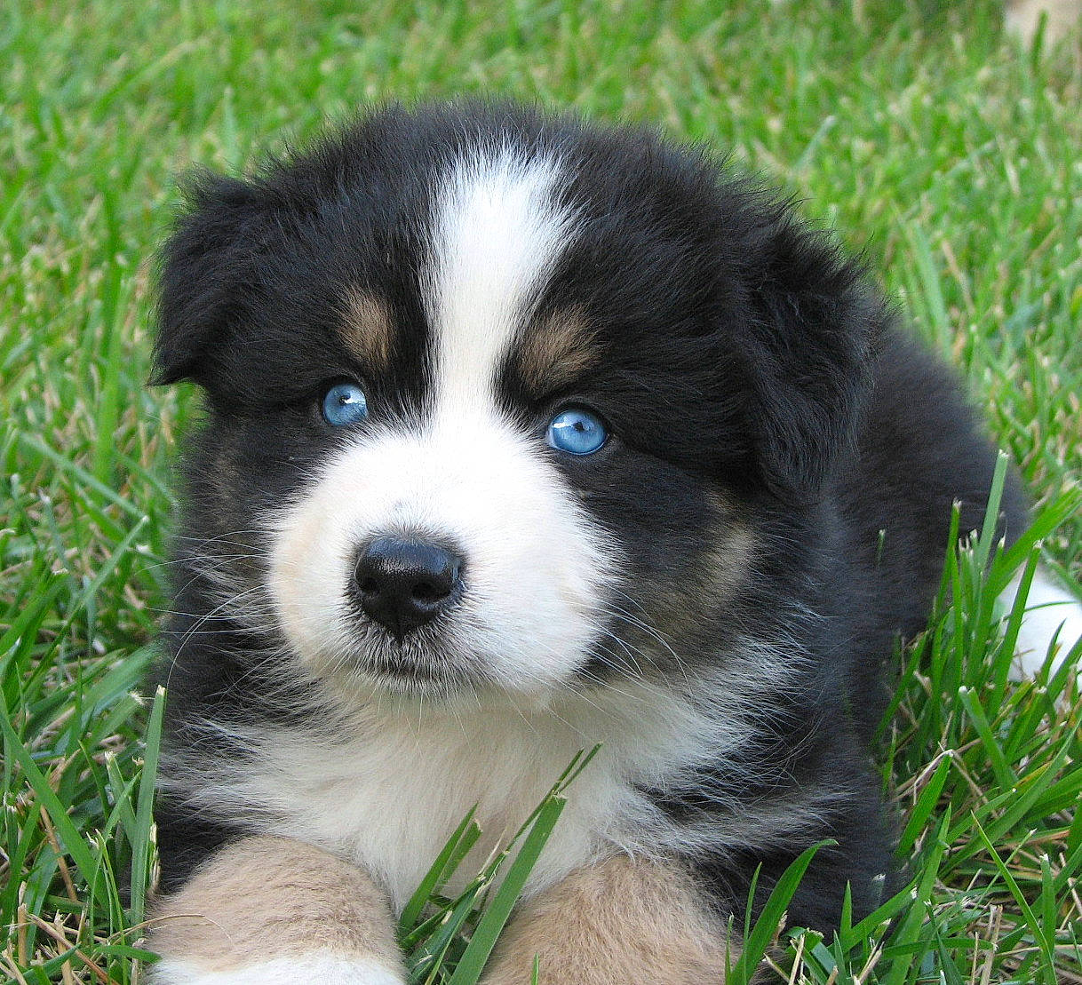 Elektra is registered to the contest to win money with this photo: australian_collie, australian_shepherd, bernese_mountain_dog, border_collie, canidae, carnivore, companion_dog, dog, dog_breed, english_shepherd, herding_dog, mammal, miniature_australian_shepherd, puppy, rare_breed_dog, snout, sporting_group, vertebrate, welsh_sheepdog