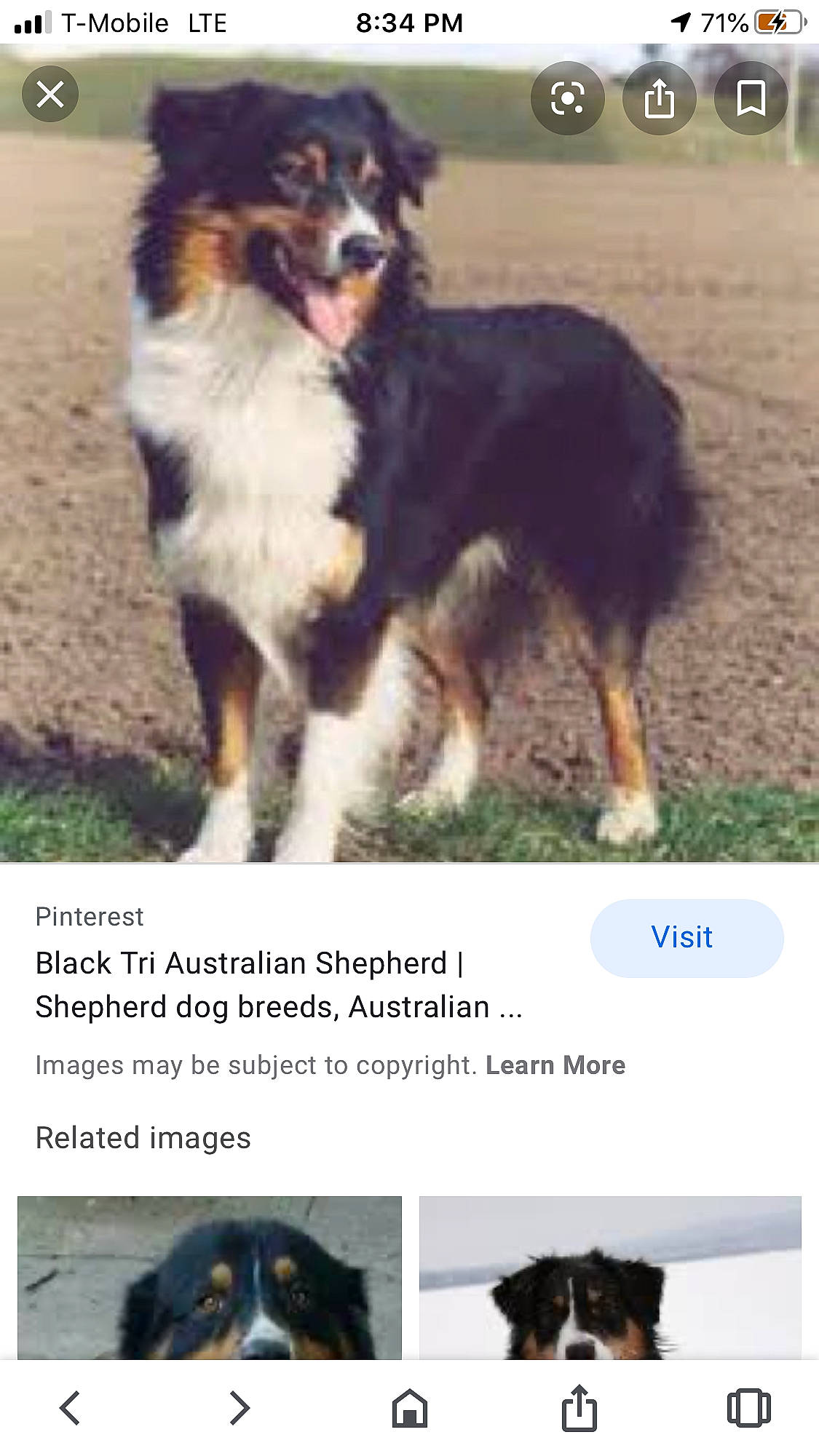Elektra is registered to the contest to win money with this photo: ancient_dog_breeds, australian_collie, australian_shepherd, border_collie, canidae, carnivore, collie, companion_dog, dog, dog_breed, english_shepherd, herding_dog, mammal, miniature_australian_shepherd, photo_caption, rare_breed_dog, scotch_collie, sporting_group, vertebrate, working_dog