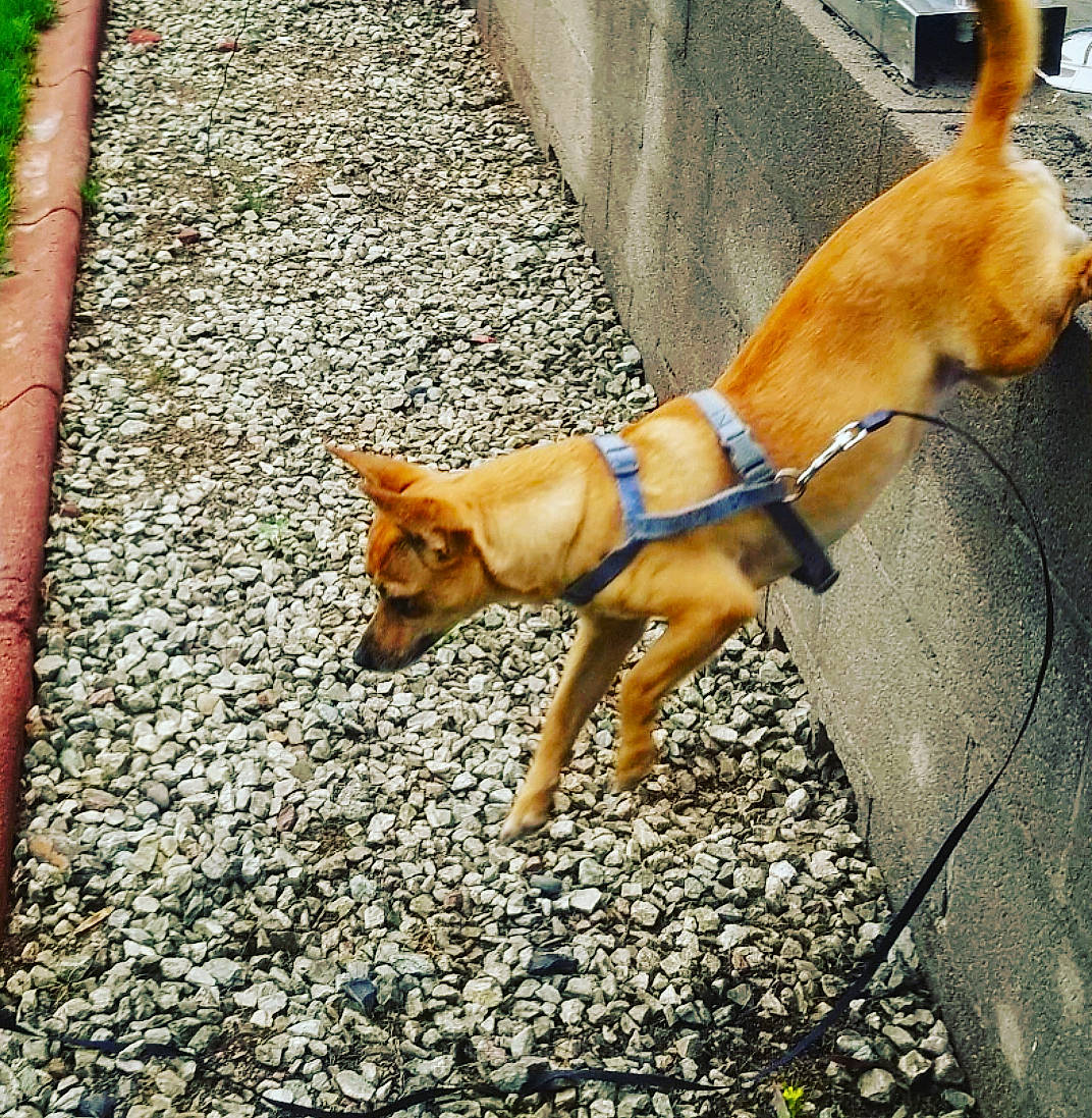 Eevee is registered to the contest to win money with this photo: canidae, carnivore, dog, dog_breed, fawn, leash, tail