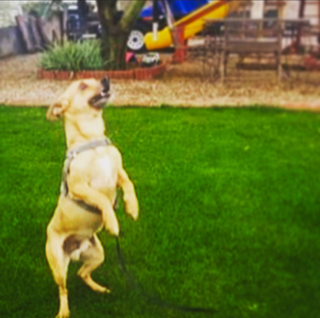 Eevee is registered to the contest to win money with this photo: canidae, carnivore, companion_dog, conformation_show, dog, dog_breed, dog_sports, fawn, grass, italian_greyhound, lawn, lurcher, mammal, obedience_training, sporting_group, vertebrate, whippet, working_dog