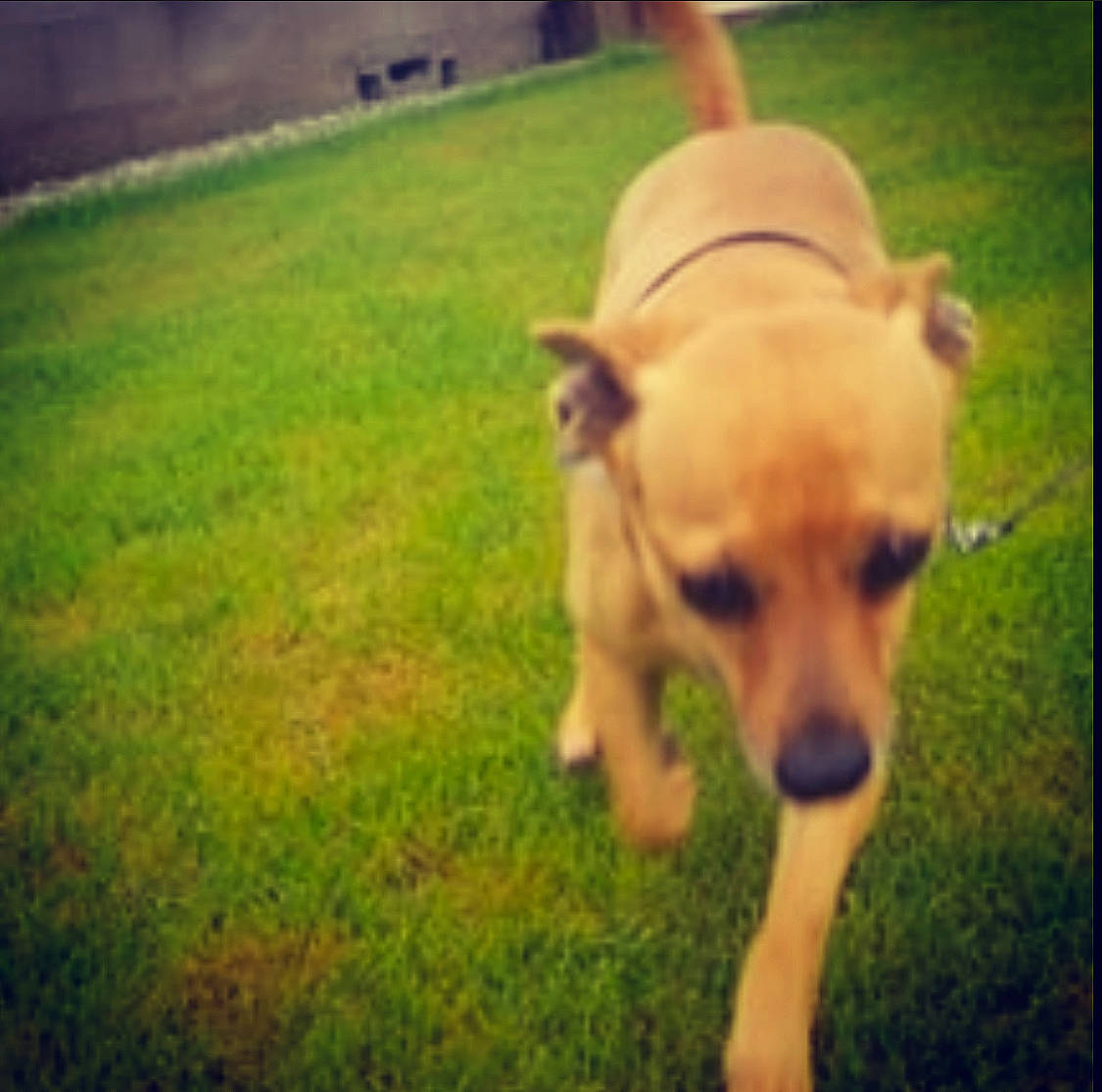 Eevee is registered to the contest to win money with this photo: canidae, carnivore, chihuahua, companion_dog, dog, dog_breed, ear, fawn, grass, mammal, puggle, puppy, snout, sporting_group, tail, toy_dog