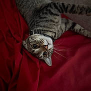 Juno joined the competition — help win amazing prizes! animal, bed, blanket, cat, closeup, collar, cozy, curious, cute, feline, fur, indoor, lying_down, pet, playful, red, resting, striped, tabby, whiskers