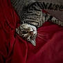 animal, bed, blanket, cat, closeup, collar, cozy, curious, cute, feline, fur, indoor, lying_down, pet, playful, red, resting, striped, tabby, whiskers