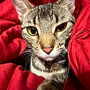 Juno is registered to the contest to win money with this photo: cat, tabby, pet, animal, feline, fur, whiskers, closeup, face, eyes, nose, collar, red_blanket, cozy, indoor, cute, resting, curious, soft, comfort