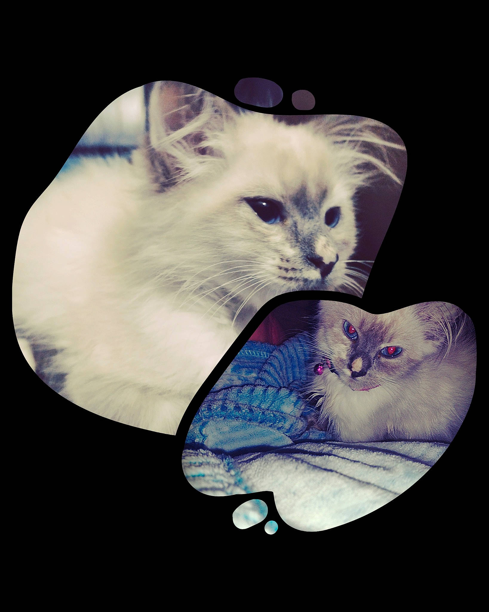 Sagwa joined the competition — help win amazing prizes! carnivore, cat, cat_supply, creative_arts, domestic_short_haired_cat, electric_blue, felidae, fur, paw, photo_caption, small_to_medium_sized_cats, whiskers