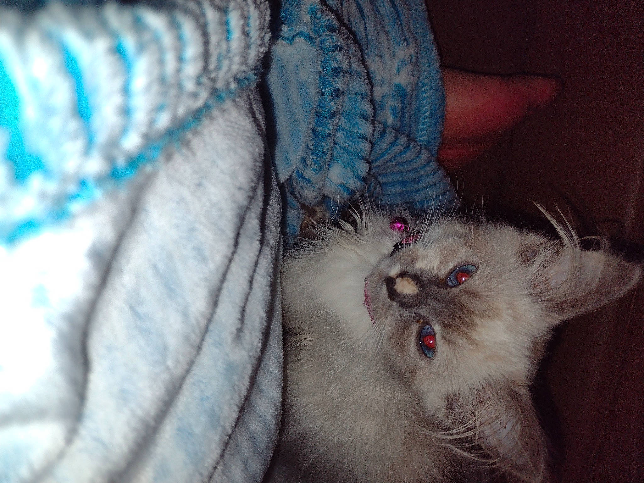 Sagwa joined the competition — help win amazing prizes! birman, blue, british_longhair, carnivore, cat, claw, comfort, electric_blue, fawn, felidae, fur, nail, paw, persian, photo_caption, ragdoll, small_to_medium_sized_cats, tail, whiskers