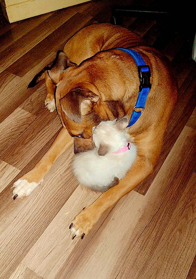 Sagwa is registered to the contest to win money with this photo: brown, carnivore, comfort, companion_dog, dog, dog_breed, fawn, floor, flooring, hardwood, laminate_flooring, liver, pet_supply, plank, plywood, snout, varnish, wood, wood_flooring, wood_stain