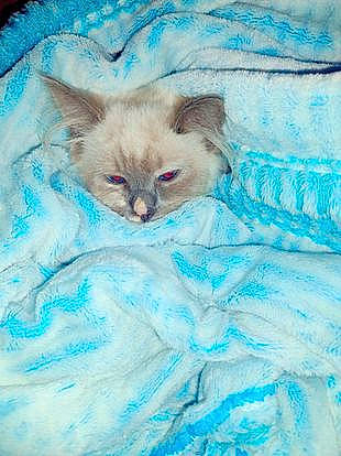 Sagwa joined the competition — help win amazing prizes! aqua, azure, carnivore, cat, cat_supply, comfort, electric_blue, fawn, felidae, fur, iris, linens, small_to_medium_sized_cats, tail, whiskers