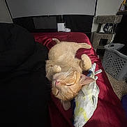 Axle is registered to the contest to win money with this photo: cat, orange_cat, sleeping, bed, plush_toy, fish_toy, indoor, carpet, cat_tree, laundry_basket, furniture, cozy, resting, pet, animal, whiskers, fur, ears, paws, relaxed