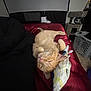 cat, orange_cat, sleeping, bed, plush_toy, fish_toy, indoor, carpet, cat_tree, laundry_basket, furniture, cozy, resting, pet, animal, whiskers, fur, ears, paws, relaxed