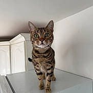 Daisy joined the competition — help win amazing prizes! animal, appliance, cabinet, cat, curious, domestic, eyes, face, fur, furniture, indoor, kitchen, mammal, pet, portrait, standing, stripes, tabby_cat, whiskers, white