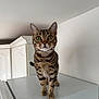 animal, appliance, cabinet, cat, curious, domestic, eyes, face, fur, furniture, indoor, kitchen, mammal, pet, portrait, standing, stripes, tabby_cat, whiskers, white
