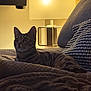Daisy is registered to the contest to win money with this photo: animal, blanket, cat, couch, cozy, domestic, ears, furniture, home, indoor, lamp, mammal, pet, pillow, relaxing, sleepy, soft, striped, tabby_cat, whiskers