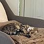 Daisy joined the competition — help win amazing prizes! blanket, cat, chair, comfortable, cozy, domestic_animal, fur, furniture, home, indoor, napping, paw, pet, quiet, relaxing, resting, sleeping, striped, tabby_cat, whiskers