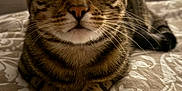 Daisy is registered to the contest to win money with this photo: animal, bedspread, cat, closeup, curious, cute, domestic_cat, ears, feline, fur, indoor, lying_down, mammal, paws, pet, portrait, resting, striped, tabby, whiskers