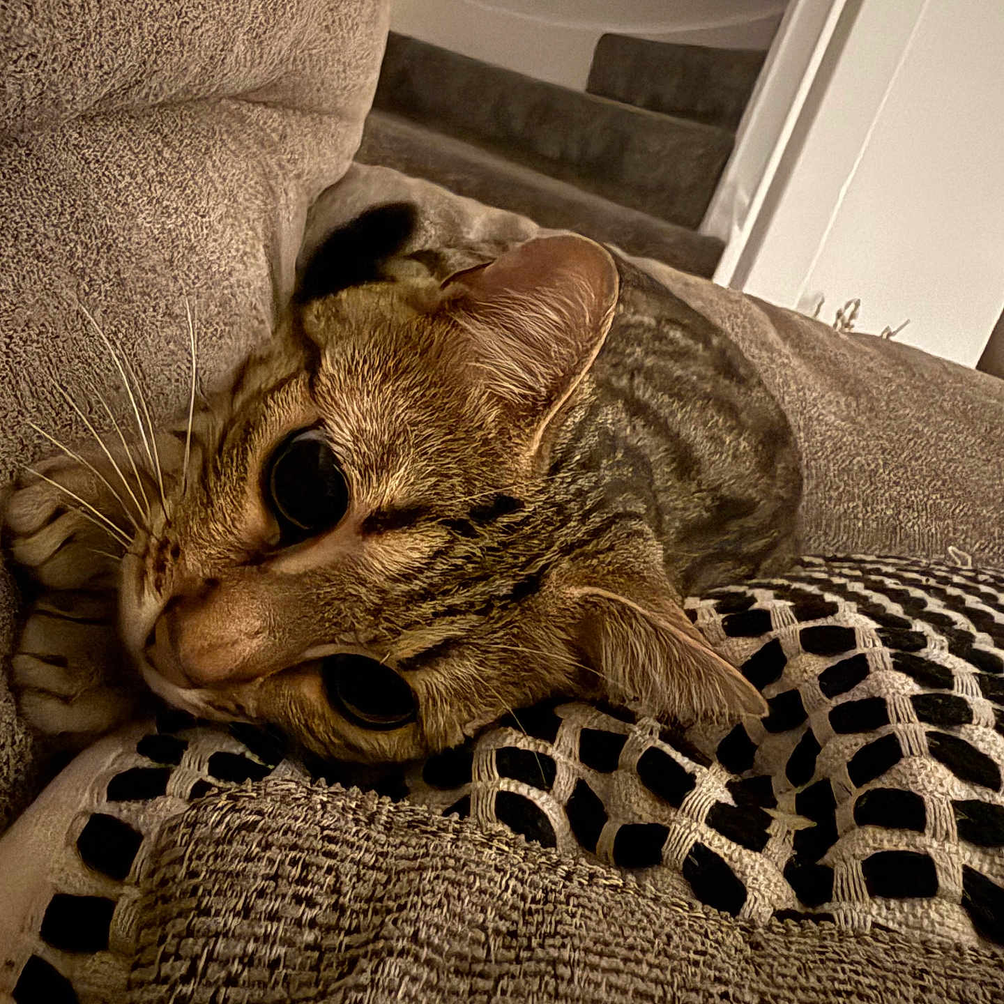 Daisy joined the competition — help win amazing prizes! animal, brown, carpeted_stairs, cat, closeup, couch, cozy, curious, ears, feline, home, indoor, pet, pillow, relaxed, resting, striped, tabby, texture, whiskers