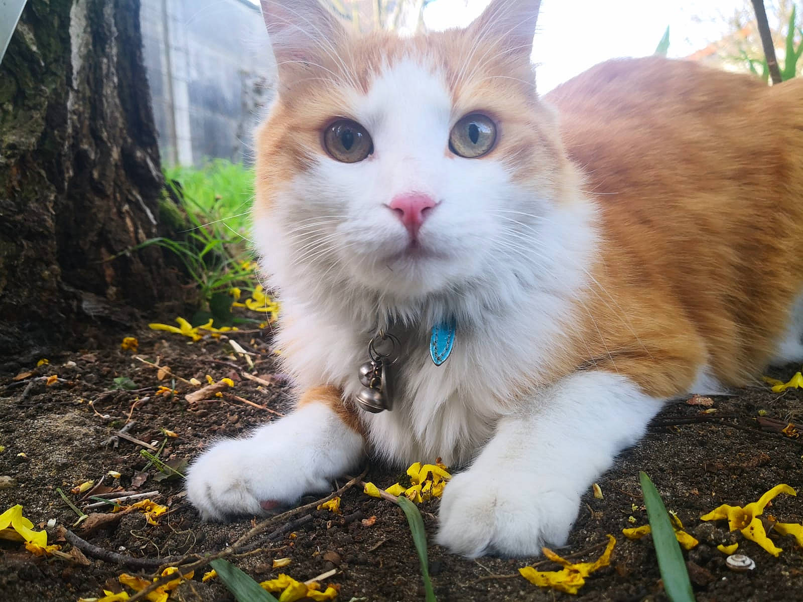 Charli a rejoint le concours — aidez-le/la à gagner de superbes lots ! carnivore, cat, domestic_short_haired_cat, eye, fawn, felidae, fur, grass, paw, plant, sitting, sky, small_to_medium_sized_cats, snout, tail, tree, whiskers, wildlife, window, wood