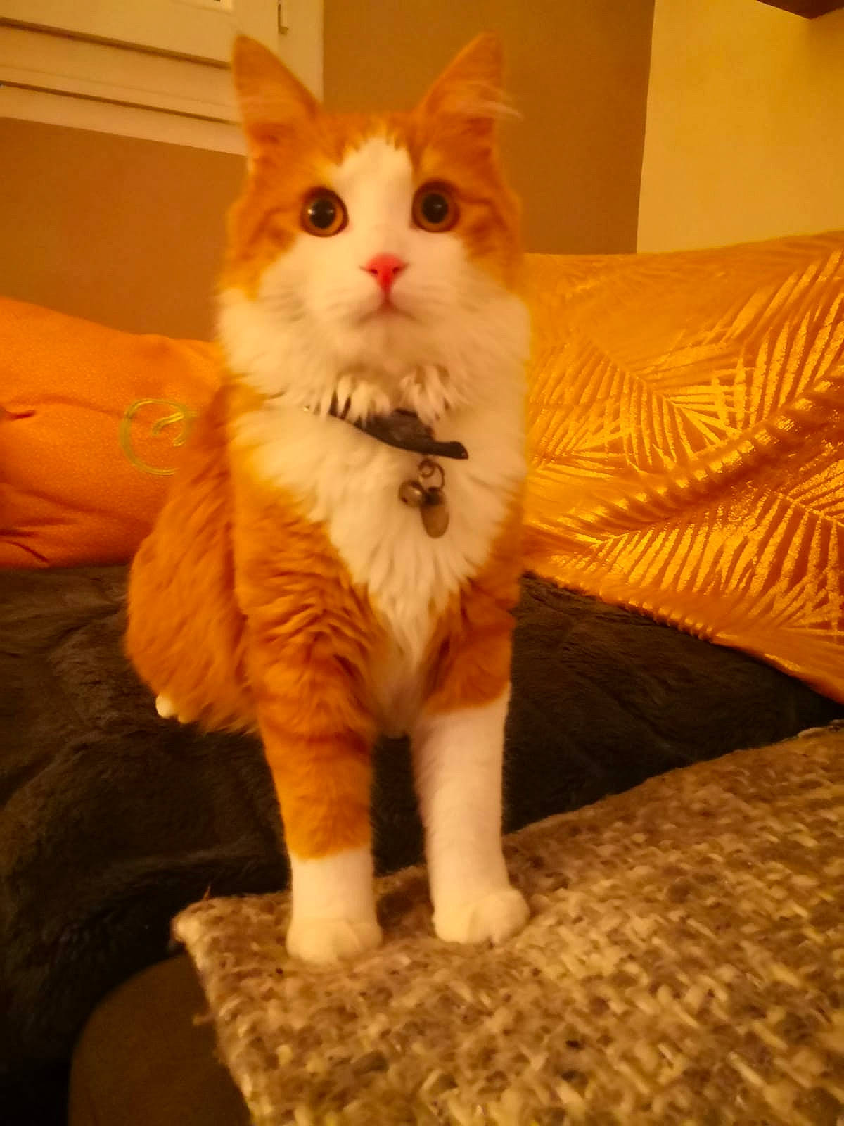 Charli a rejoint le concours — aidez-le/la à gagner de superbes lots ! carnivore, cat, claw, comfort, domestic_short_haired_cat, eye, fawn, felidae, flooring, fur, hardwood, orange, paw, small_to_medium_sized_cats, snout, studio_couch, tail, whiskers, window, wood