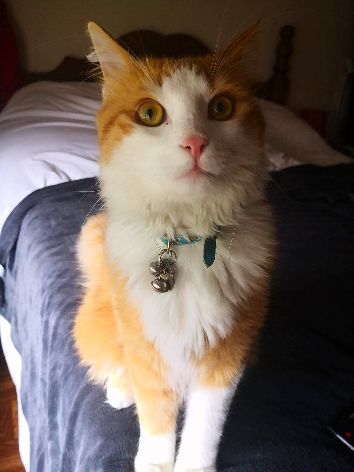 Charli participe au concours pour gagner de l'argent avec cette photo : british_longhair, carnivore, cat, claw, comfort, domestic_short_haired_cat, eye, fawn, felidae, fur, iris, paw, sitting, small_to_medium_sized_cats, snout, tail, whiskers, window